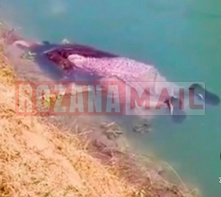 भाखड़ा नहर में डूबने से महिला की मौत, 15 दिन पहले कनाडा से लौटा बेटा बचाने कूदा, वह भी लापता, पढ़े दर्दनाक कहानी