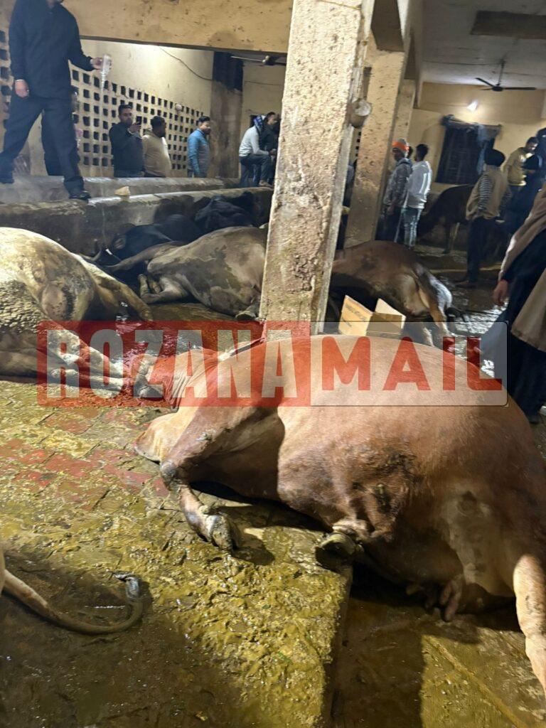 फगवाड़ा में सामूहिक गौ हत्या: गौशाला में जहरीली चीज खिला दर्जन भर गौ की हत्या, पढ़ें