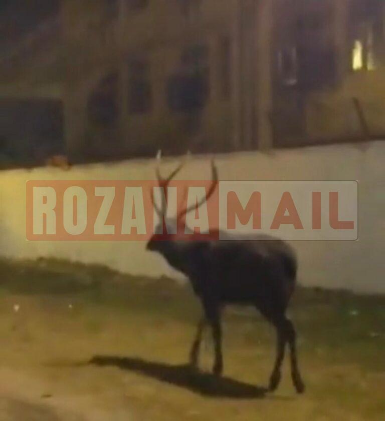 जालंधर की सड़कों पर घूमता दिखा बारासिंघा, राहगीरों ने वीडियो बनाई, बाद में गायब हो गया