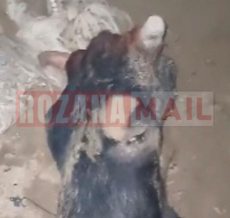 बस्ती पीर दाद में गऊ का कटा सिर मिला, हिंदू संगठन पहुंचे, जांच के बाद कारवाई की मांग