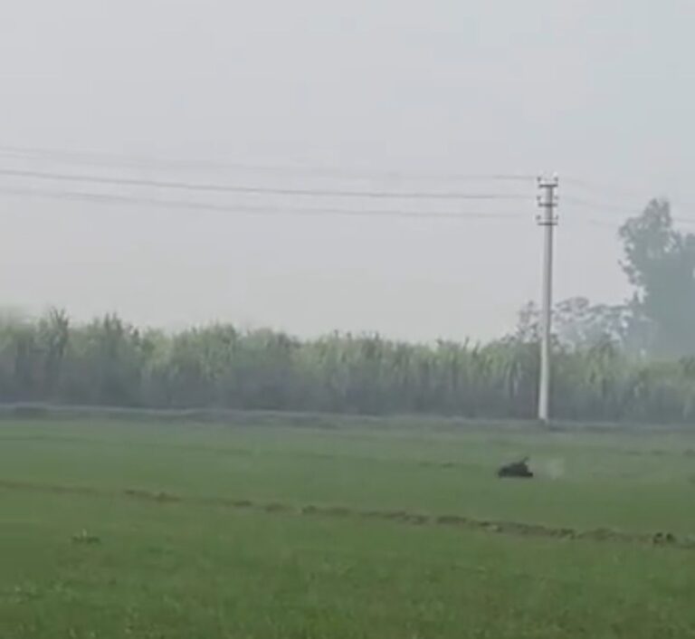 जालंधर में बेजुबान का शिकार: दौड़ा-दौड़ा कर गोलियां मारी, वीडियो वायरल होने पर जांच में जुटी पुलिस