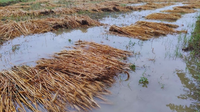 Today Weather: पंजाब में दो दिन बारिश का अलर्ट, किसानों को गेहूं की फसल खराब होने का डर, जालंधर में ठंड बढ़ी
