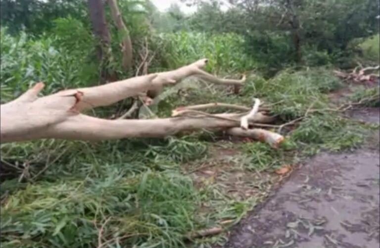 जालंधर में आंधी के कारण बड़ा पेड़ गिरा, बाप-बेटी की मौत